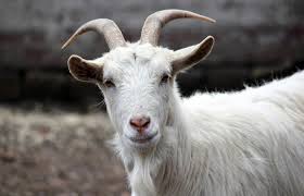 goat
