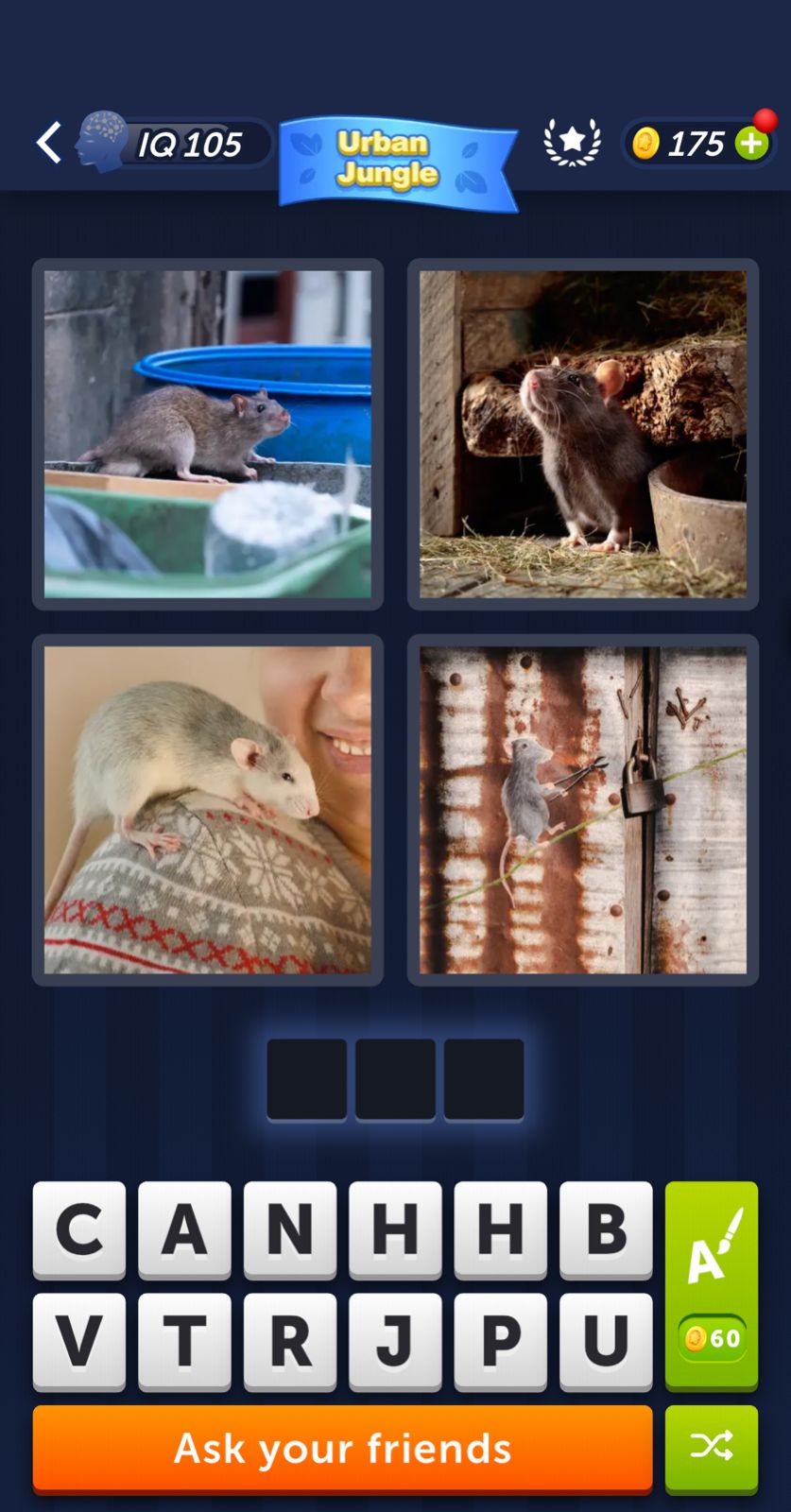 Four images of rats in different settings