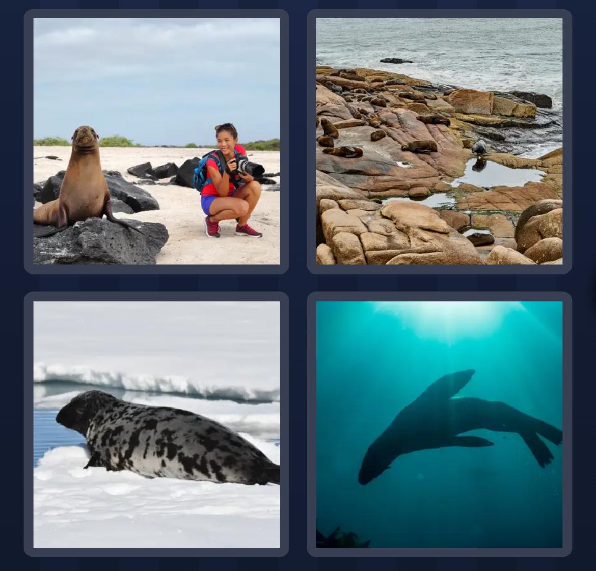 4 Pics 1 Word Daily Puzzle July 11 2025